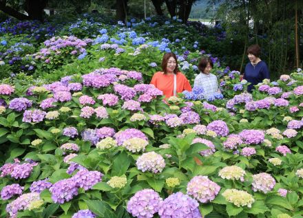 始まりは50年前…「あじさい寺」で1300株が見頃　参拝客「景色も良くて最高」