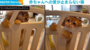 猫「なぜ自分は入れないのか」 柵の向こうへの「好き好き！」が止められず猛抗議