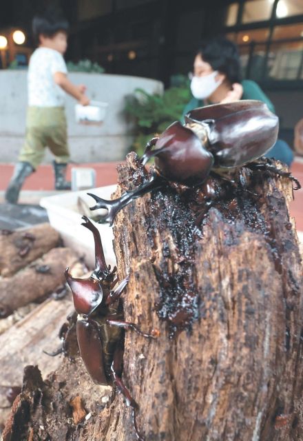 カブトムシの羽化続々　富山県立山町の昆虫王国