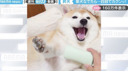 「戻ってこぉぉぉい！」ブラッシングされてご満悦の柴犬が“まさかの表情”を見せる様子に「よっぽど気持ち良いんだろうな」「昇天してる…」と大反響