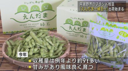 阿賀野市のブランド枝豆「えんだま」出荷開始 甘みと風味で今年も好評【新潟・阿賀野市】