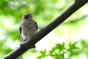 ちょいモフ　夏鳥「キビタキ」の幼鳥舞う　木々の間で飛翔の練習？／兵庫・丹波篠山市