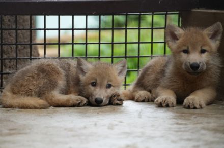 ホッキョクオオカミの赤ちゃん、20日から公開　那須どうぶつ王国