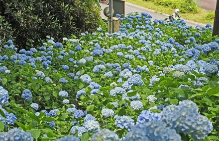 アジサイ咲き誇る　龍神スカイライン沿い、和歌山県かつらぎ町