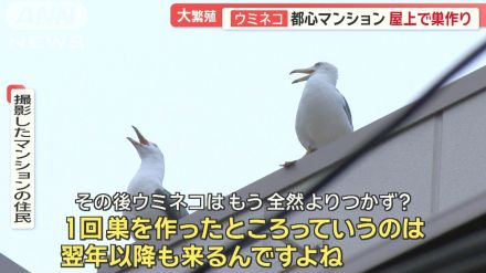 「ウミネコ」都心で大繁殖　夜通し爆音…住民悲鳴！　対策とっても“いたちごっこ”