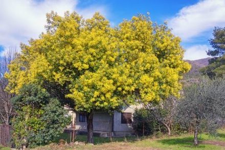 安易に植えると後悔するかも？【管理が大変なシンボルツリー】5つ紹介。どうしても植えたい人への対処法も紹介