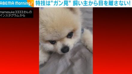 目力最強！飼い主に“メンチ切る”ポメの鋭い眼差しに反響続々 「上目使いが可愛すぎ」