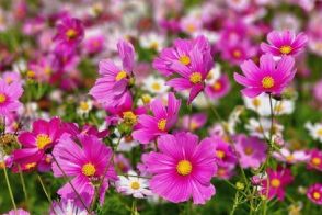 【ガーデニング】夏に種まき→秋冬に美しい花が咲く一年草5選。種まきのタイミングはもうすぐ！