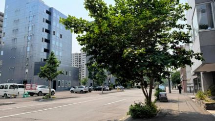 あれ？1本だけ葉が…実はニセ街路樹　道路管理に影響「名乗り出て」