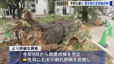 「復興のシンボルの街路樹を守れ」広島・平和大通りで相次ぐ倒木を防ぐため街路樹を総点検