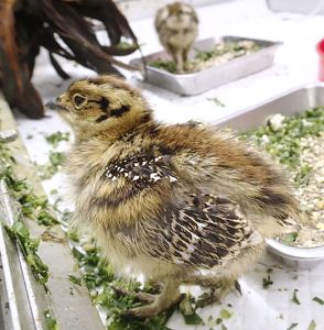 ライチョウひな、すくすく　人工授精でふ化、富山