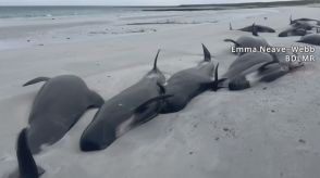 イギリス・スコットランドの海岸にクジラが77頭が漂着 全頭死亡、1頭が打ち上げられ群れの残りが追ってきた可能性