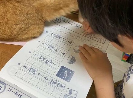 躊躇なく勉強を妨害する元保護猫…！6歳児の優しすぎる対応にほのぼの「こうして鍛えられるのか」