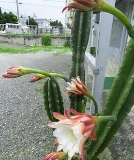 「真っすぐ立つ縁起物」　店の駐車場で柱サボテンの大きな花　来店客らびっくり　沖縄・石垣市