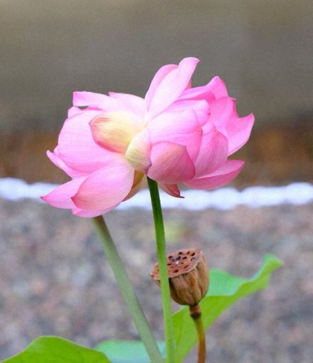 珍しい「双頭蓮」が開花　1本の茎に2輪の花　奈良・明日香の岡寺