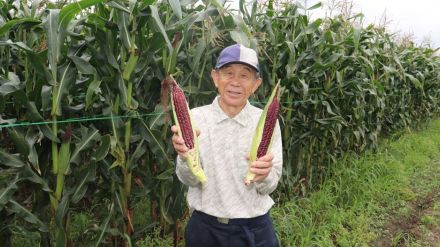 赤いトウモロコシ「大和ルージュ」収穫　岐阜・輪之内の大橋さん栽培「町の新名物になれば」