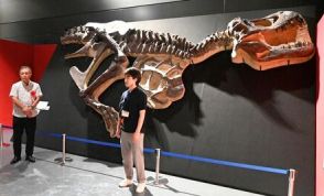 恐竜の化石やロボットがずらり40点「大人から子どもまで楽しんで」　タッチザダイナソー展、沖縄県立博物館であす14日から