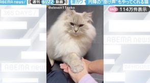 「エイエイオー！」飼い主と手を合わせ、円陣の掛け声を上げる猫に「賢いし可愛いしすごい！」など賞賛の嵐