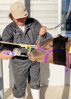 鹿児島県　鼻腔ワクチンの全頭投与開始　県内初、購買後の疾病予防へ導入　より安心な子牛で信頼向上　喜界町和牛改良組合