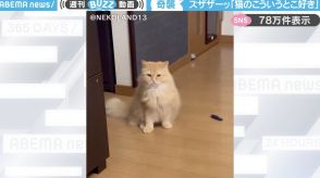 「100万回見ても飽きない」座ってる猫に対して、もう一匹の猫が“ズザザーッ”とスライディング突撃する様子に「子供の時に廊下や体育館でやるヤツw」と反響