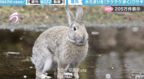 「ふつうに歩くんだ…！」ウサギが水たまりを“ピョンピョン”ではなく、テケテケ歩く姿に「最後の脚バサッと払うとこまで可愛い」と大反響