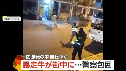 【緊迫】“暴走牛”が街中に出現し警察と一触即発　そこへ現れた「自転車」に“頭突き”一発　確保され飼い主に返される　ペルー