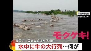 【危険】濁流を進む牛の大行列…動物たちが大移動!中国最大級の湖の堤防が200メートル以上も決壊…6000人避難も
