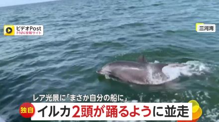 【独自】華麗に泳ぐ2頭のイルカ　水中から鳴き声のワケは?イルカ特有のコミュニケーションか　愛知・三河湾