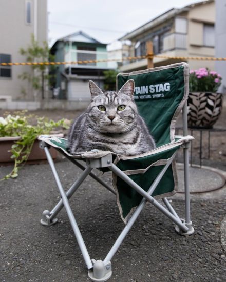 猫界の大物に聞いてみた「猫は液体なのかって？ 今は半々かニャ」【沖昌之】