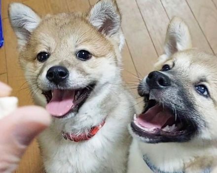 多頭飼育の劣悪環境から救出された小さな命　左の視力がなく里親が見つからない子犬　待ち望んだ「うちにおいで」の申し出が届いた！