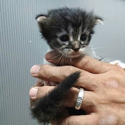 手のひらサイズだった生後2週齢の子猫が3才6カ月で「お姫様」に！　立派な成長っぷりにキュン