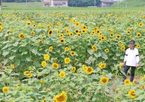 地域の元気願う ヒマワリ見頃　奥州・江刺【岩手】