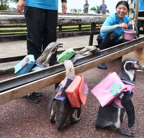 癒やされる～　よちよちペンギンの「アジ流し」にイルカのパリ五輪応援ショー…志布志湾海の駅イルカランドで「3連休イベント」始まる