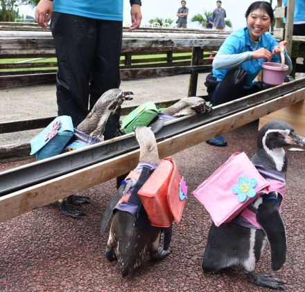 癒やされる～　よちよちペンギンの「アジ流し」にイルカのパリ五輪応援ショー…志布志湾海の駅イルカランドで「3連休イベント」始まる