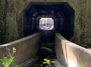 「思いやり100％」なある生き物の“専用トンネル”にほっこり　優しさだけでできた珍しい光景に「日本には思いやりが溢れていますね」