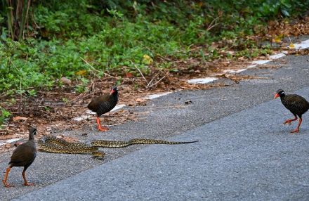 天然記念物ヤンバルクイナ対ハブ？　約2メートルのハブを複数羽のクイナが囲みけん制！　やんばる・沖縄