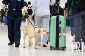 《凄腕のベテラン「麻薬探知犬」》メルバを一日密着撮！成田空港や羽田空港の東京税関で活躍中！！