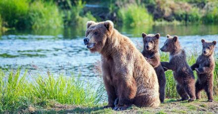 「ヒグマ猟師をバカにするな！」八つ裂き殺戮の現場でコンビニ時給以下の報酬「住民に迫る命の危険」…「特殊部隊を相手にするようなもん」