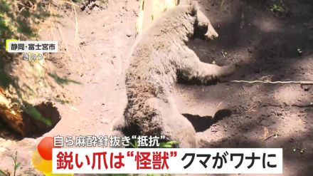 シカ用のワナにクマが…麻酔針自ら抜き暴れる　体長119cm、体重39kg、2～3歳の若いオスか　静岡・富士宮市