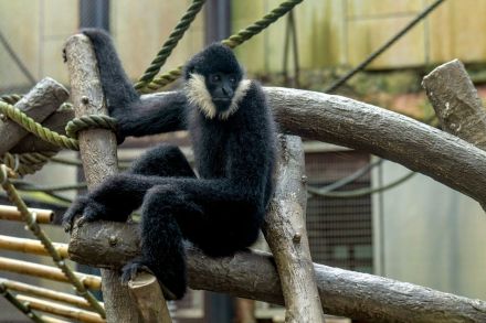 マカオのキタホオジロテナガザルが広州動物園へ移送…繁殖計画参加のため