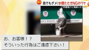 【独自】「お、お客様!?ご遠慮ください」水族館の投稿が大バズり!呼びかけた相手はカモメ…鳥でも水槽たたきはNGな理由　北海道・室蘭市