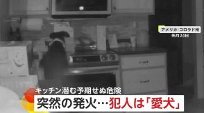 真夜中のキッチンで出火…“犯人”は愛犬　“もふもふプッシュ”ペットによる火災は日本でも