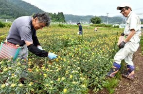 紅花の食需要に対応　山形市西山形地区、６ヘクタールの圃場で栽培