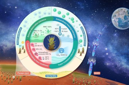 コケ植物「シントリキア・カニネルウィス」は火星の環境でも生存することが判明