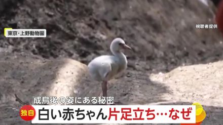 【独自】330万回再生!フラミンゴの赤ちゃん何度も片足上げて「ヨロッ」　もしかして…片足立ちの練習?　上野動物園