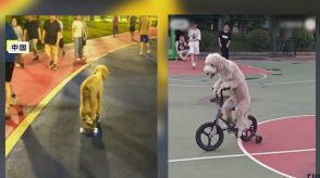 【芸達者】中国の天才犬「来福」　自転車を巧みに乗りこなす　スケボーもわずか5日でマスター　子どもにまぎれても違和感なし