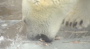 ホッキョクグマに氷のプレゼント　神戸市立王子動物園／兵庫県