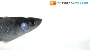 「見てて飽きない」「どうしても欲しい」メダカ即売会にぎわう　巣ごもり生活からの人気上昇　富山・小矢部市　