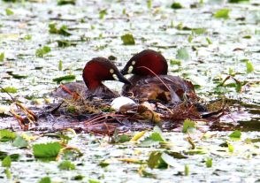 「宝物」です　野鳥「カイツブリ」が抱卵中　夫婦協力で子育て奮闘／兵庫・丹波篠山市