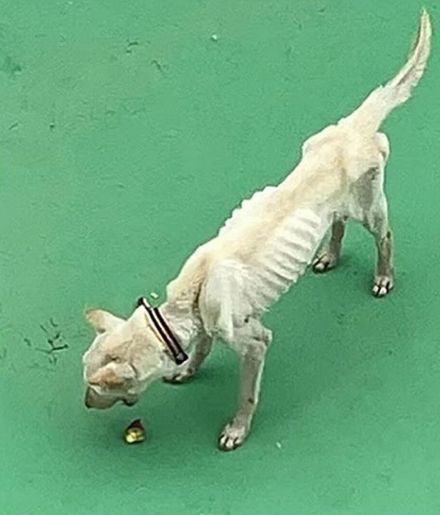 「床の温度52度」の屋上で“73歳”老犬を飼う…韓国「虐待にあらず」に疑問の声